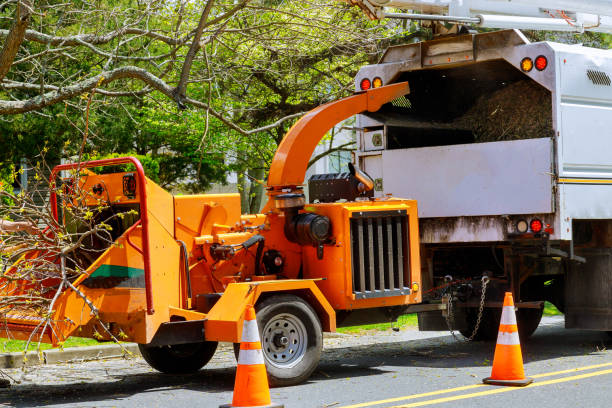 Dead Tree Removal in Gibsonton, FL